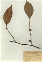 藏品(榕屬)的圖片